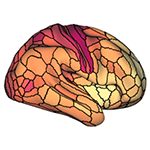 This image shows the annual rate of change in cortical myelin content measured with T1w/T2w imaging. Lighter colors indicate cortical areas with a slower rate of myelin development, and darker colors indicate cortical areas with a faster rate of myelin development from 8 to 21 years old.