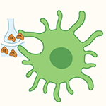Schematic of a microglial cell engulfing a synapse (image detail from the graphic abstract of the research paper, Baum et. al., 2024, created with biorender.com)