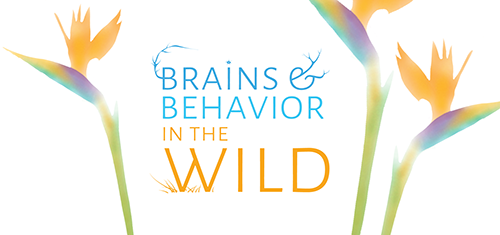 brains and behavior in the wild