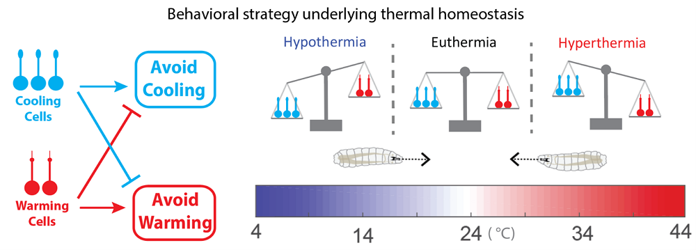 Behavioral strategy for thermoregulation. CCs drive Cooling Avoidance, and inhibit Warming Avoidance, WCs the opposite. In avoidance behavioral decisions, CCs weight more at low temperatures, WCs at high temperatures, and they weight the same at ideal temperatures. This interplay results in net Cooling Avoidance at low temperatures, net Warming Avoidance at high temperatures, and no avoidance at ideal temperatures. 