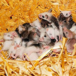 a group of mice on a straw bed