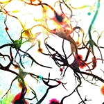 neurons