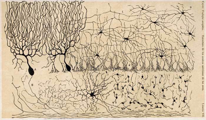 cajal-chick-cerebellum
