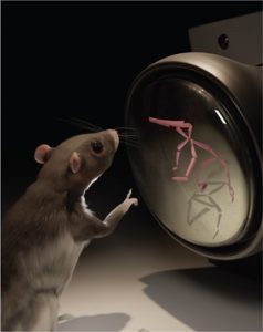 Rat Behavior, Quantified - Harvard Brain Science Initiative