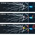 images showing a back-propagating action potential wavefront in a CA1 pyramidal neuron in a mouse acute brain slice