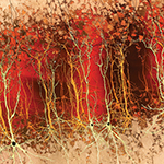 Cortex in Red, a depiction of the cerebral cortex by artist Greg Dunn