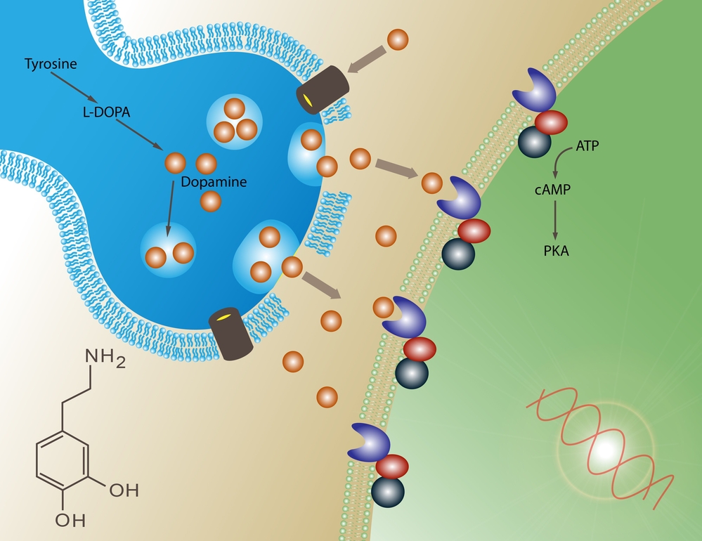 Illustration about the secretion and function of dopamine in the neuron synapse