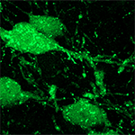 Serotonin glows green in a microscope image of cells in the mouse brain stem. Image: Giacomo Maddaloni
