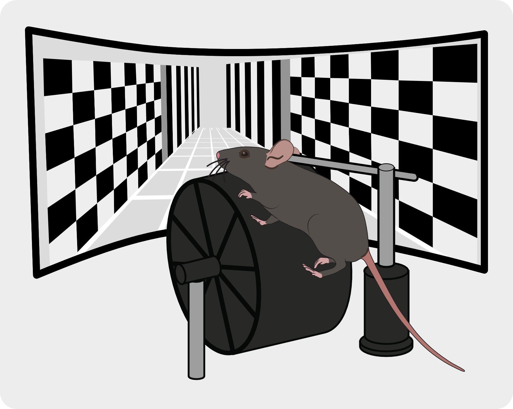 After stress, some female mice develop a strong preference for a room in virtual reality that is paired with optogenetic stimulation of starvation-activated AgRP neurons.