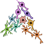 Schematic of neurodevelopmental cell states and their hierarchy detected in H3G34R/V-mutant glioma.