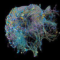 Tracing connections, such as those in this section of the fruit-fly brain, could uncover links between neural architecture, biology and disease