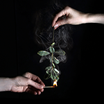 a hand lighting a plant on fire using a match