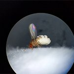 Fruit fly with its wings up and evidence of a fungal outgrowth. Courtesy of Carolyn Elya