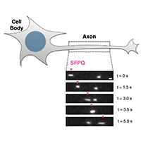 Real time imaging of SFPQ in axons of sensory neurons. SPFQ moves in both directions