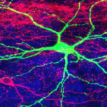 A cross section of the spinal cord showing different types of neurons involved in touch. Dorsal horn neurons (red) and postsynaptic dorsal column neurons (green) work together to receive information about touch from sensory neurons in the skin, process this information, and communicate it to the brainstem. Image: Carmine Chavez-Martinez and Anda Chirila