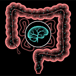 illustration of the brain and intestines