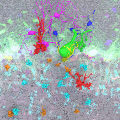 Unveiling Cerebellar Cytology with Dual Lenses by Xiaomeng Han