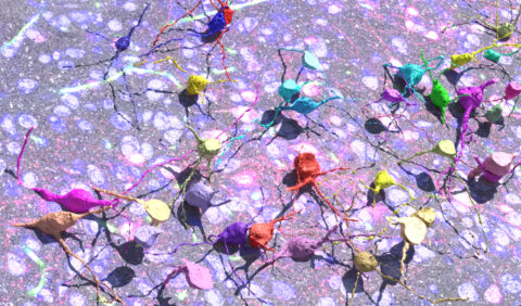 The Hypothalamus Revealed: Fluorescent Luminance Meets Ultra-Structural Detail by Xiaomeng Han.