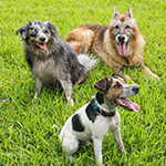 3 dogs sitting on the grass
