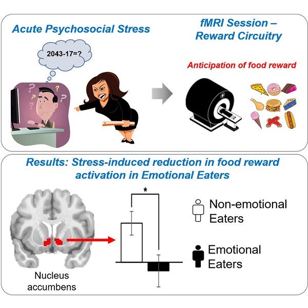Schematic of study protocol (top) involving the acute psychosocial stressor and fMRI food reward task, and overview of results (bottom) showing reduced nucleus accumbens activation during anticipation of food reward in Emotional Eaters.