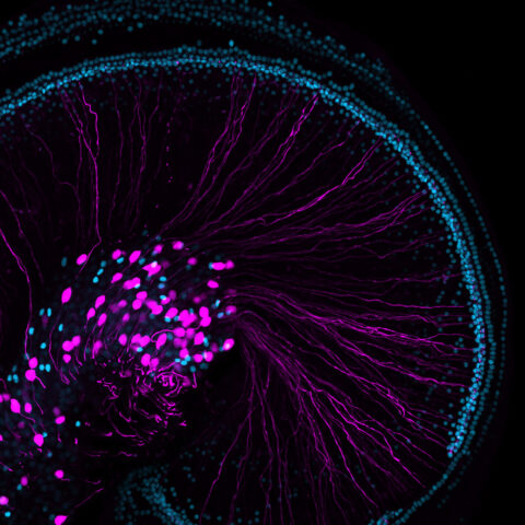 Connect to Hear: Afferent and Efferent Neurons in the Ear by Yi-Chia Huang