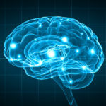 Human Brain stock photo from deposit photos