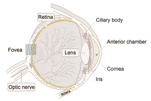 Eye Anatomy: Parts of the Eye and How We See - American Academy of
