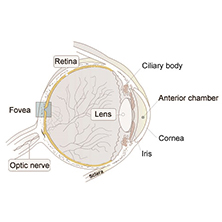 schematic of the human eye