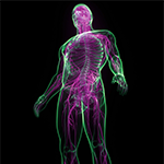 transparent person with nerves and skin highlighted