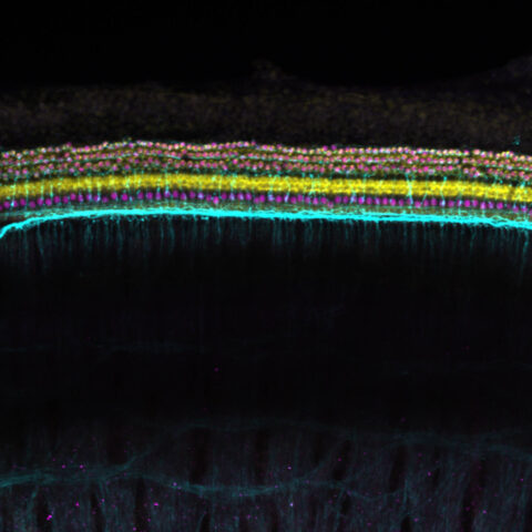 Auditory Rainbow by Stephanie Mauria