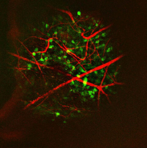 Cells and Vessels by Mostafizur Rahman