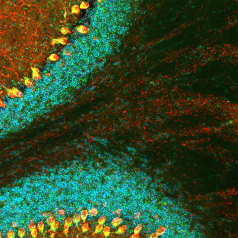 Festive Fluorescence by Marlene Scheffold