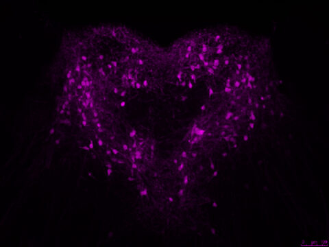 Love From Your Neurons by Encarnacion Torres