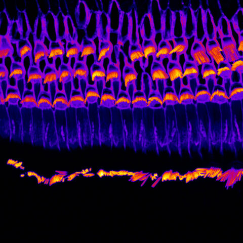 Dancing Hairs by Cristobal Von Muhlenbrock Rodriguez