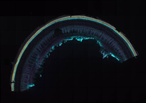 The Inner Ear Rainbow by Cristobal Von Muhlenbrock Rodriguez