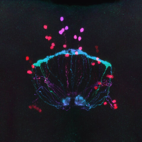 Asymmetry in the Brain by David Zimmerman