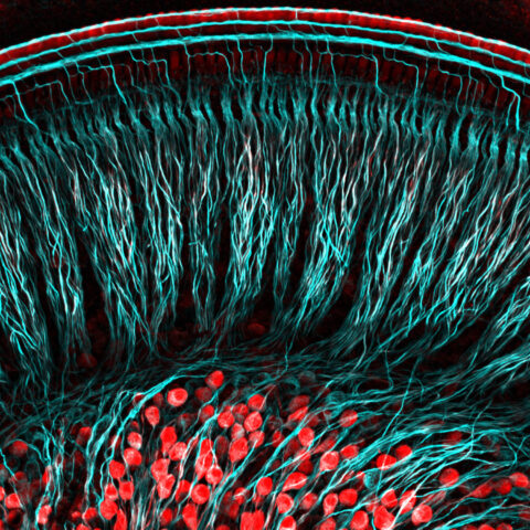 Ear to Hear: Spiral Ganglion Neurons of the Cochlea by Katelyn C. Boulanger