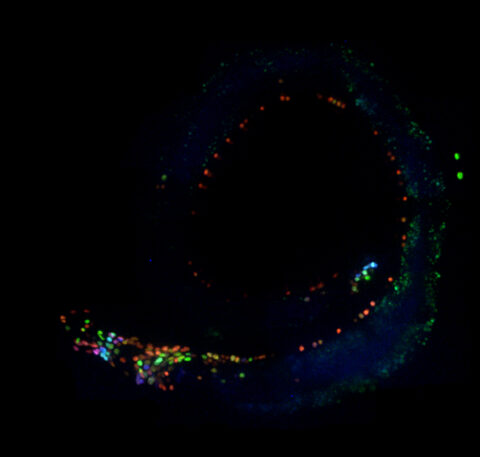 C. elegans Nervous System by Rafael Jacobsen
