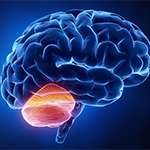 New research from the Kempner Institute on the language-processing role of the cerebellum (highlighted above), has potential implications for treating language disorders, as well as for building future artificial intelligence language models.