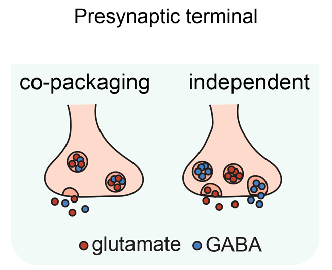 illustration showing Potential modes of glutamate and GABA co-release from individual synaptic terminals