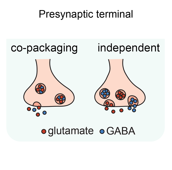 illustration showing Potential modes of glutamate and GABA co-release from individual synaptic terminals