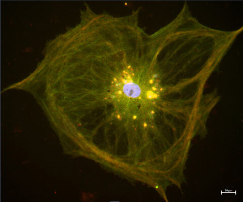 Astro Heart by Elisabeth Lawton
