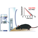 Schematic diagram describing fluorescence lifetime photometry to measure PKA activity in the neurons of a behaving mouse
