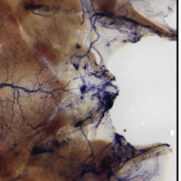 Newly identified P2RY1 neurons in the mouse larynx by the Liberles lab.