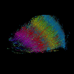Six layers of excitatory neurons color-coded by depth.