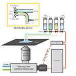 We employed a microfluidics device to immobilize C. elegans and present them with odorant solutions in a controlled manner. During stimulus presentations, the animals were imaged with a spinning disk confocal microscope.
