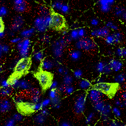 Drd2 expressing serotonin cells in green