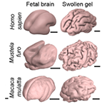 comparison of fetal/newborn brain scans and reconstructed surfaces of swollen physical gels for humans, ferret, and macaque models.