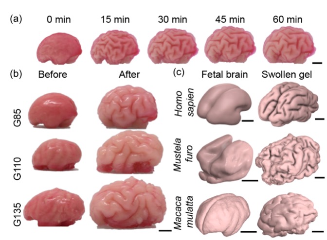 Physical gel model of brain folding across species and developmental stagesSoft gel models constructed from MRI scans of developing ferret, macaque, and human brains spontaneously fold when their outer layer expands relative to the interior, revealing a physical mechanism that helps explain how cortical folds emerge during development. Panel A shows time lapse of the gel model folding of a macaque brain starting at gestational day 110. Panel B shows the gel model before and after placement in the solvent that stimulates swelling in a way that mimics expansion of cortex in real brain development, starting with models at gestational day 85, 110 and 135. Panel C shows comparison of fetal/newborn brain scans and reconstructed surfaces of swollen physical gels for humans, ferret, and macaque models. Figure shows work of Sifan Yin, Chunzi Liu, Gary P. T. Choi, Yeonsu Jung, Katja Heuer, Roberto Toro, and L. Mahadevan.