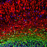 Microscopy image of the developing cerebral cortex, showing two types of neural progenitors (blue and green) and young developing neurons (red).